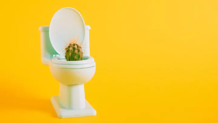 Graphic of a toilet with a cactus in it